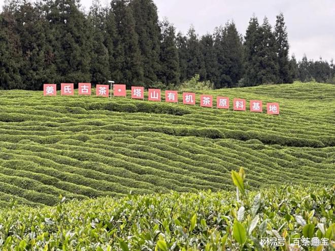 雅安与姜氏古茶的历史底蕴ag真人穿越茶马古道探寻(图1)